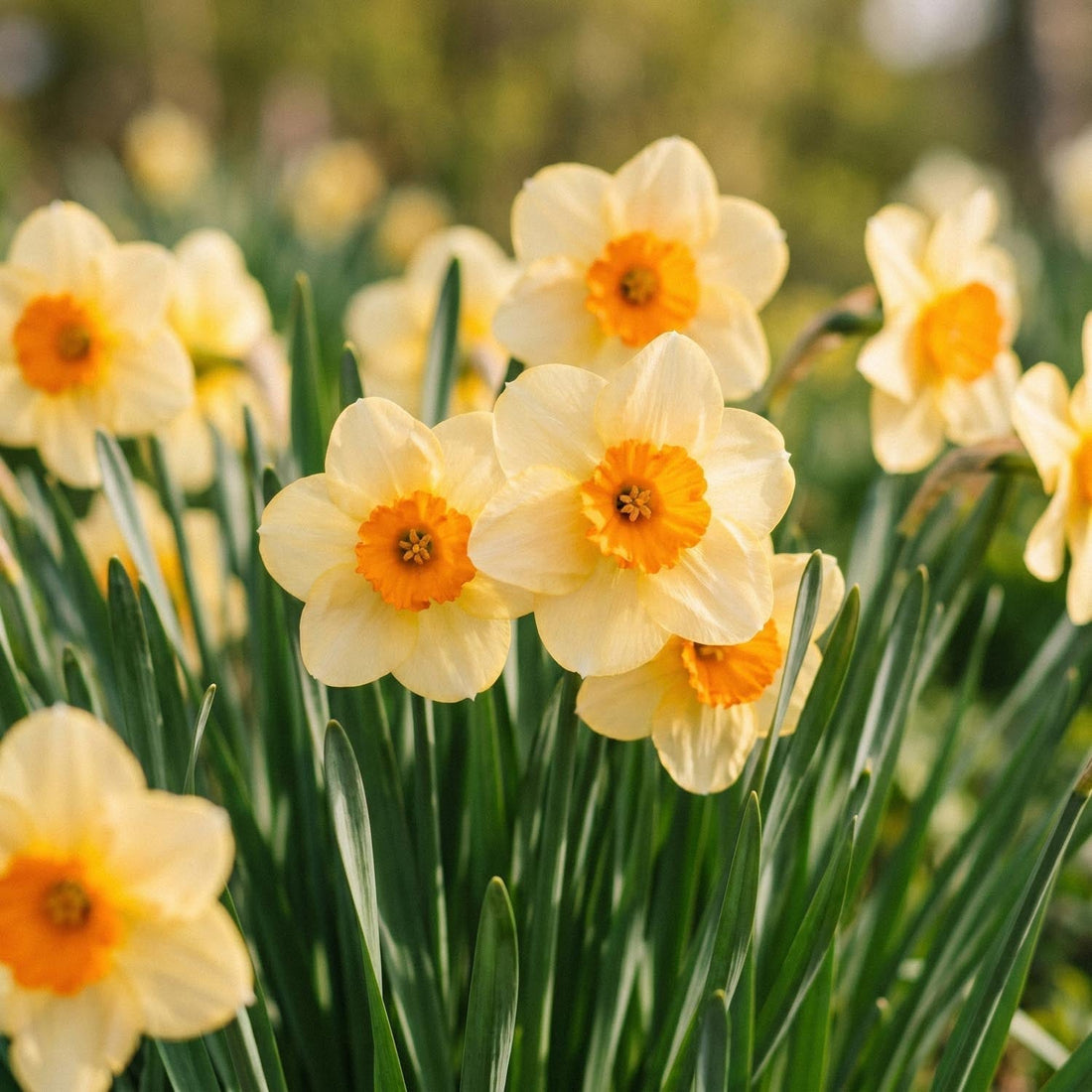 Narzisse, Narcissus 'Kedron'
