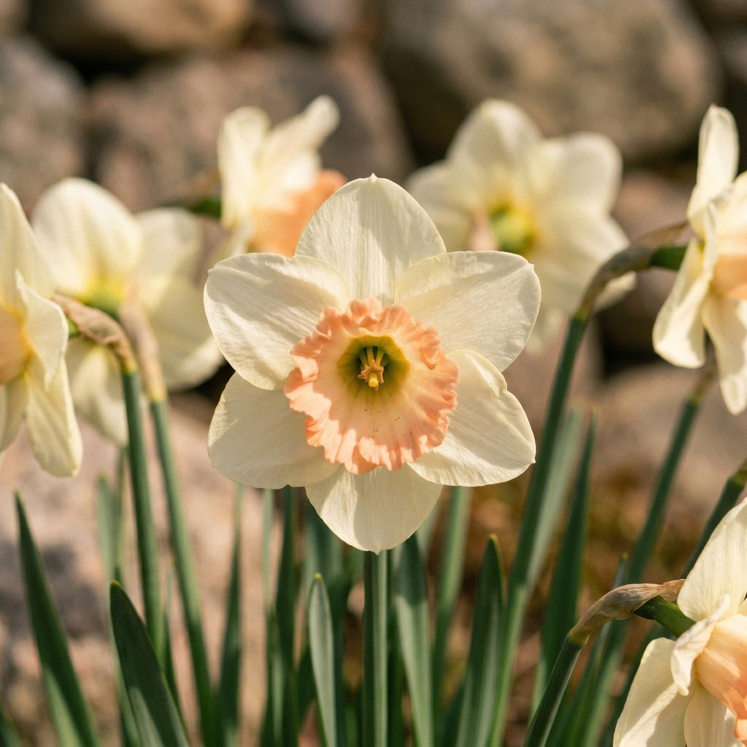 Narzisse, Narcissus 'Martha Stewart'