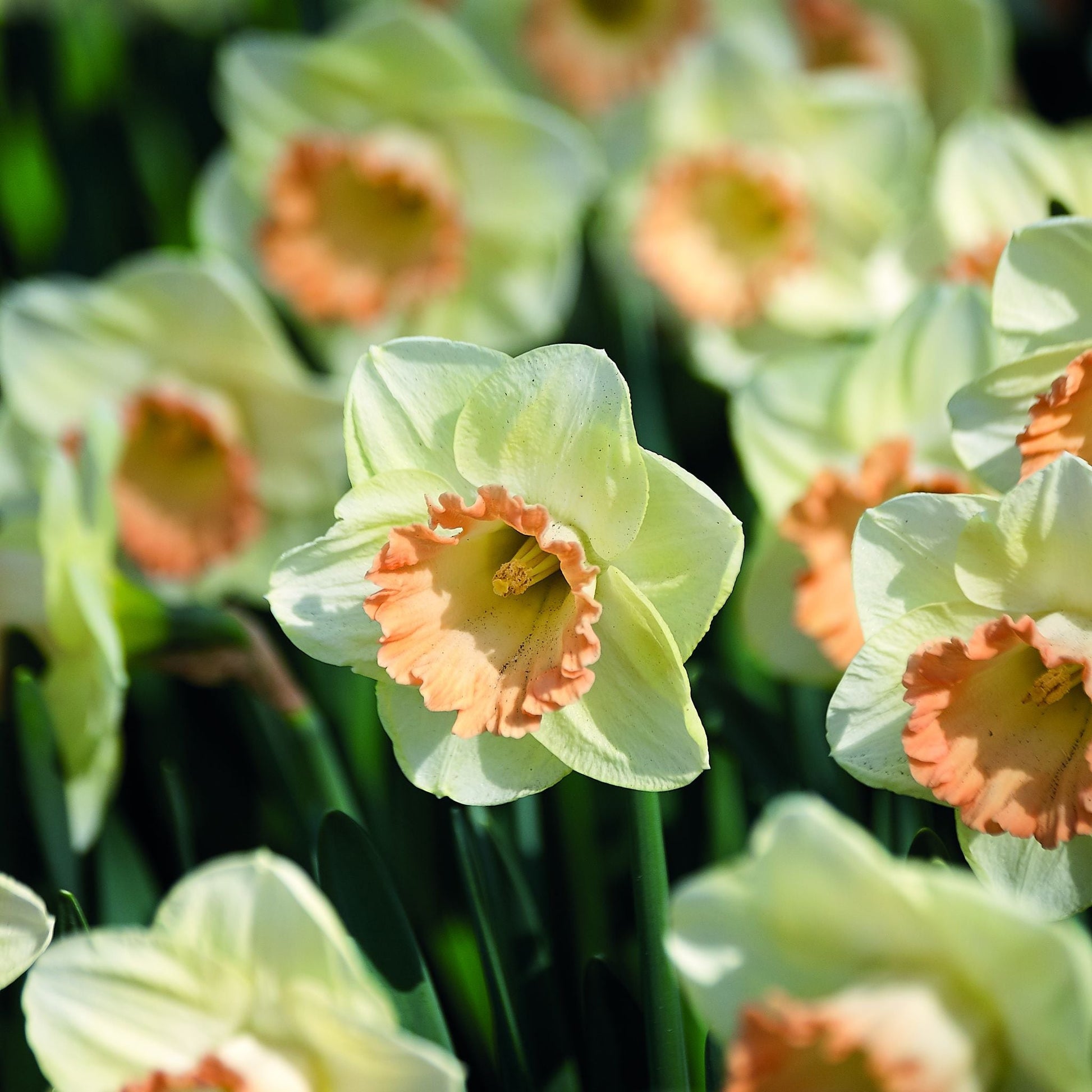 Narzisse, Narcissus 'Martha Stewart'
