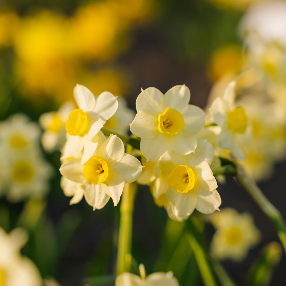Narzisse, Narcissus 'Minnow'