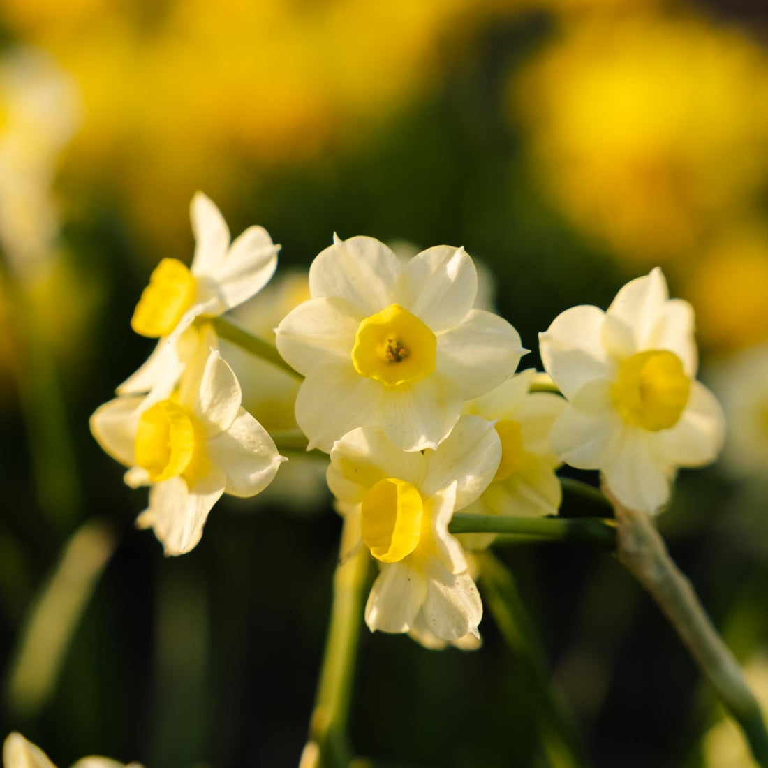 Narzisse, Narcissus 'Minnow'