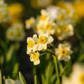 Narzisse, Narcissus 'Minnow'
