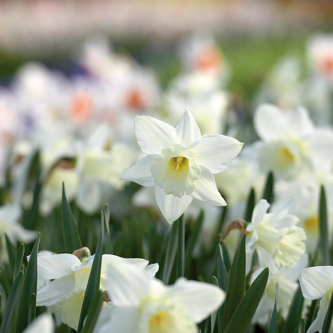 Narzisse, Narcissus 'Mount Hood'