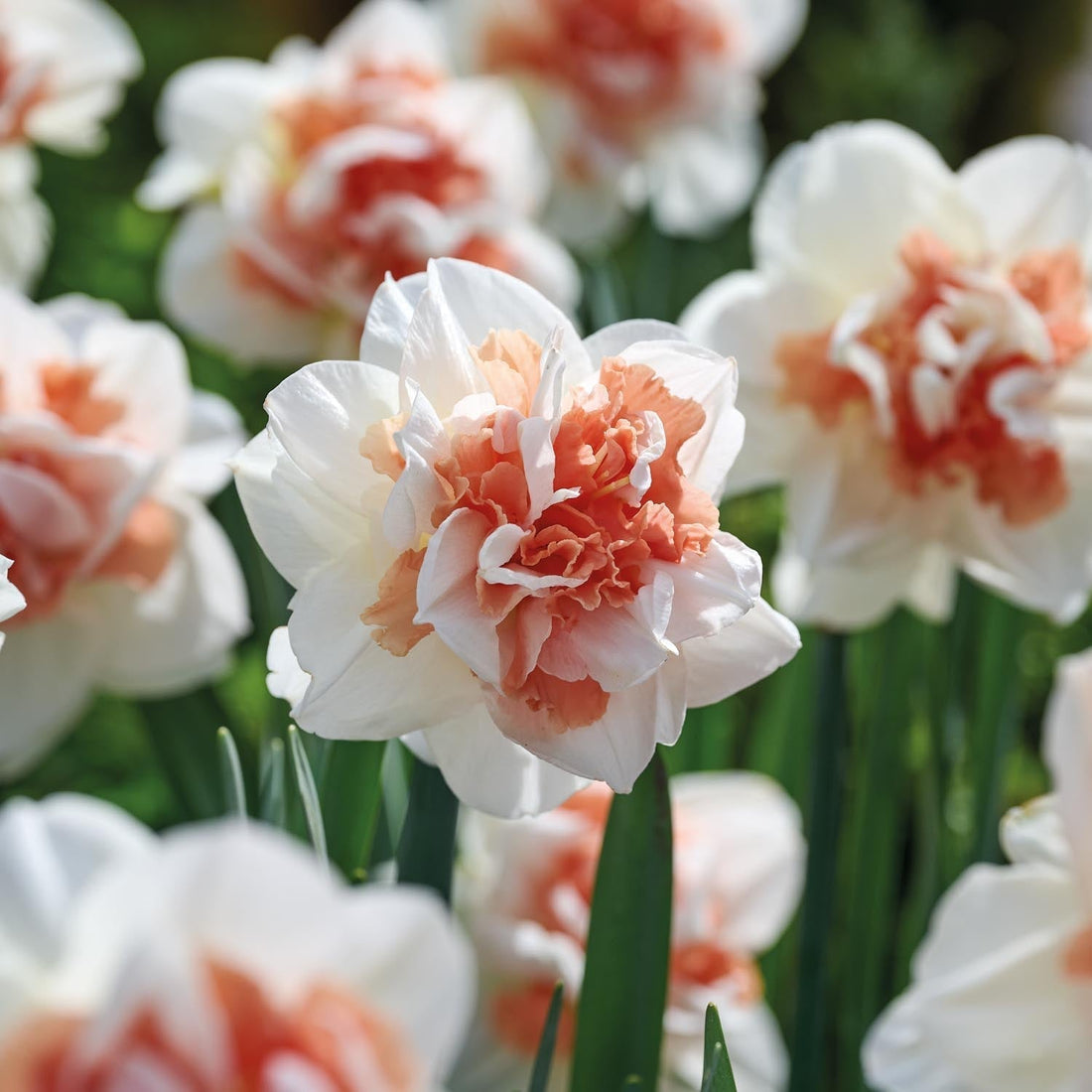 Narzisse, Narcissus 'My Story'