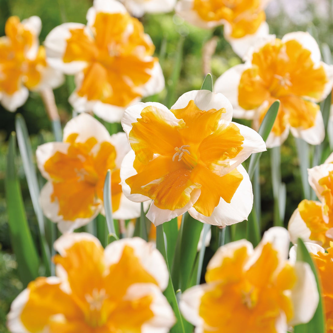 Narzisse, Narcissus 'Orangery'