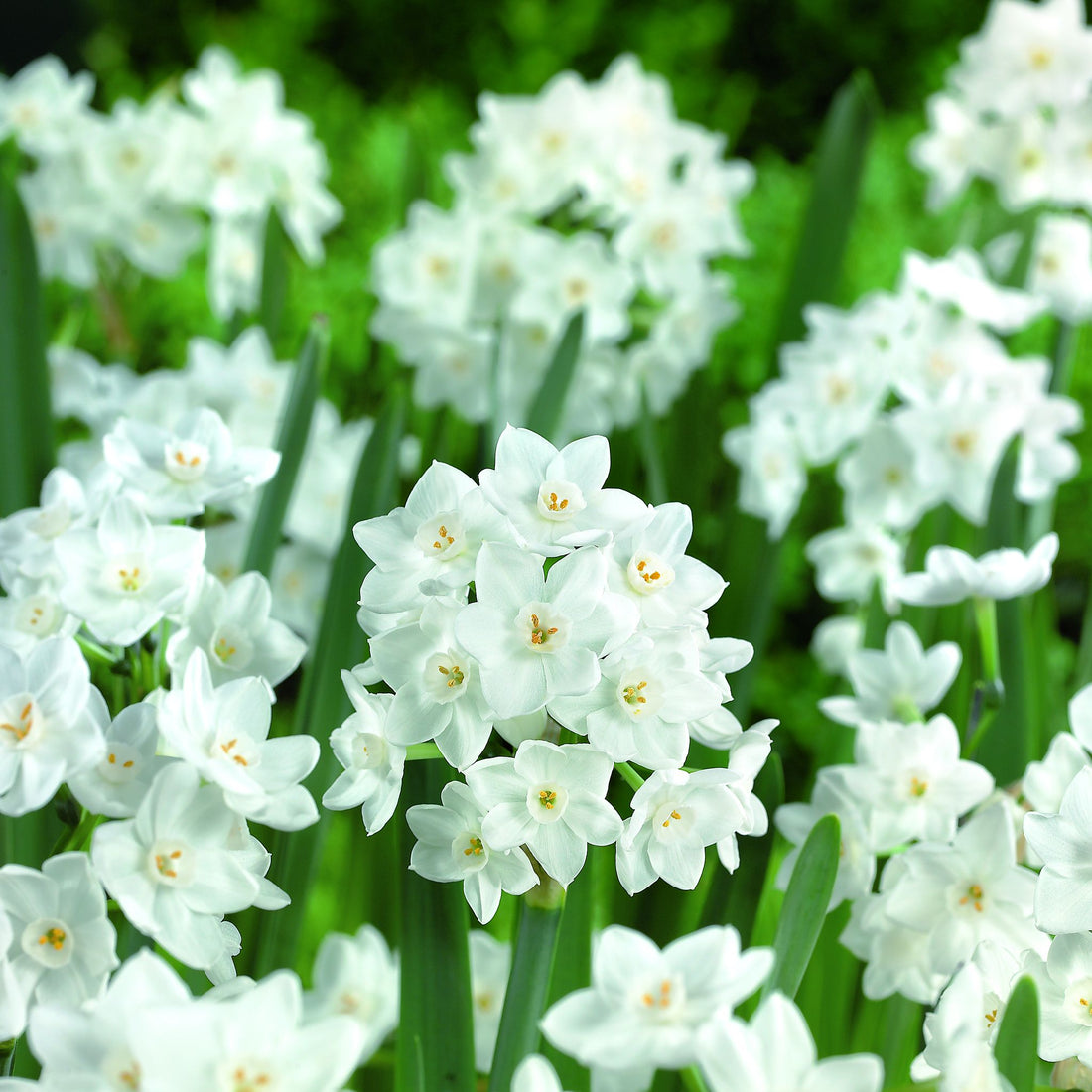Narzisse, Narcissus 'Paperwhite Ziva'