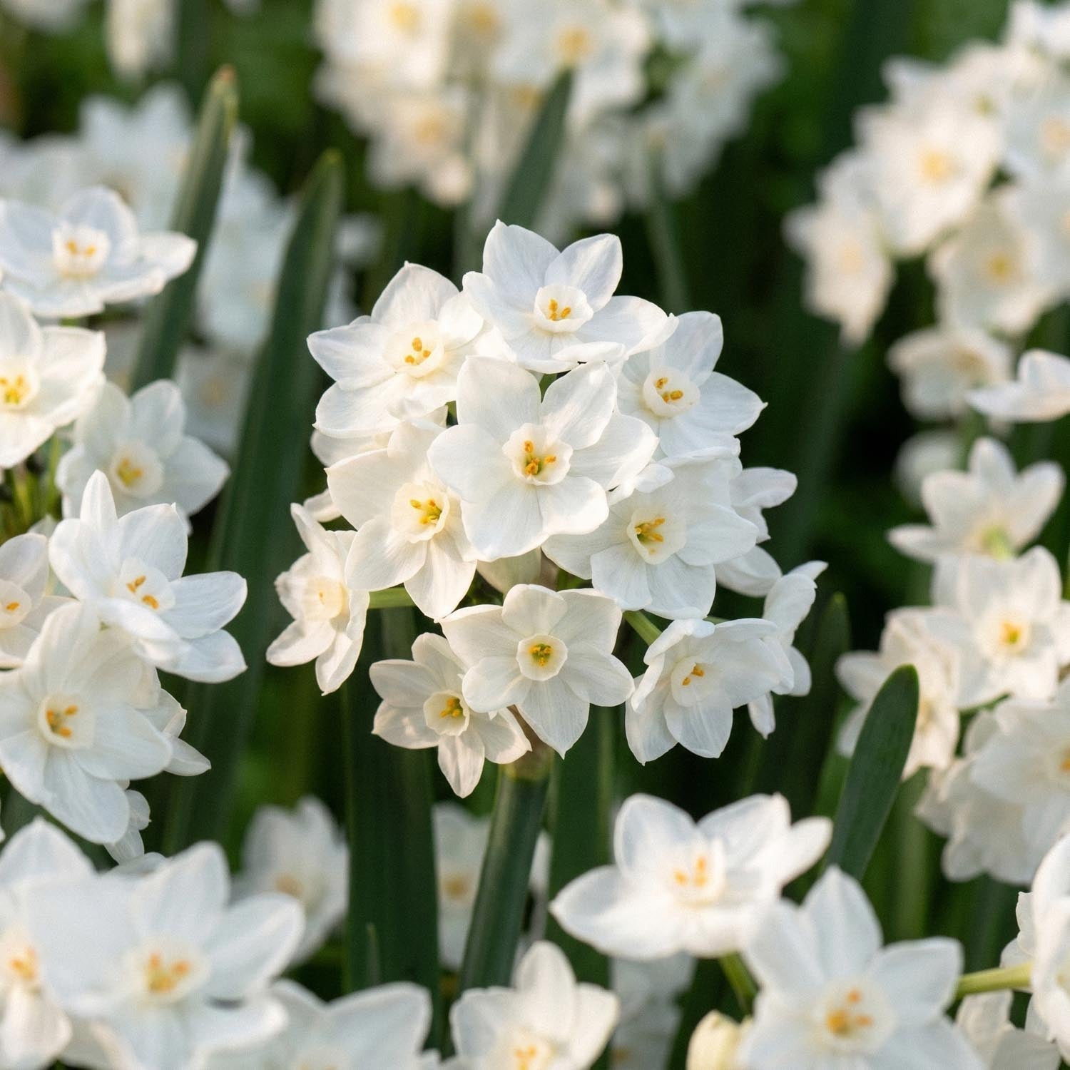 Narzisse, Narcissus 'Paperwhite Ziva'