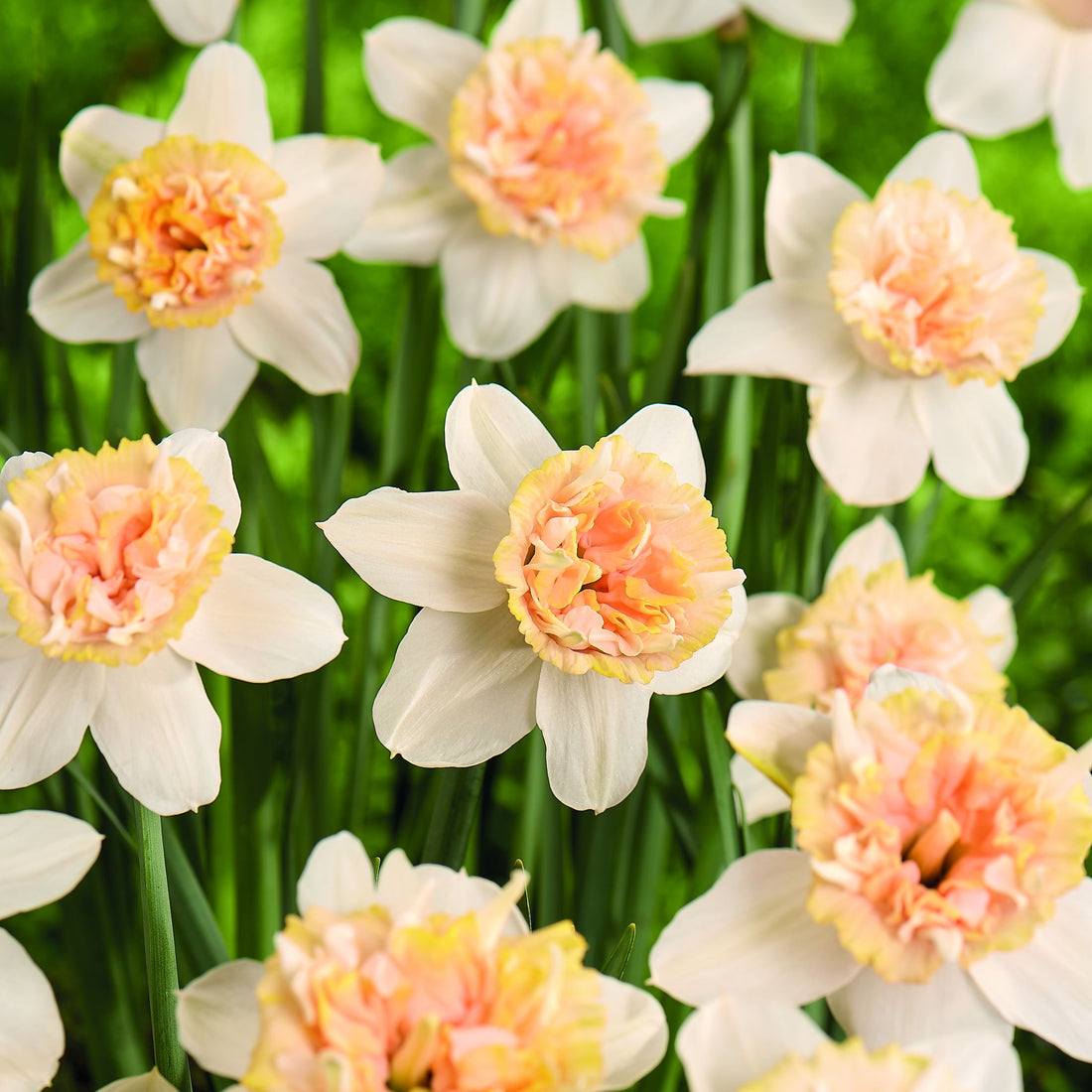 Narzisse, Narcissus 'Petit Four'