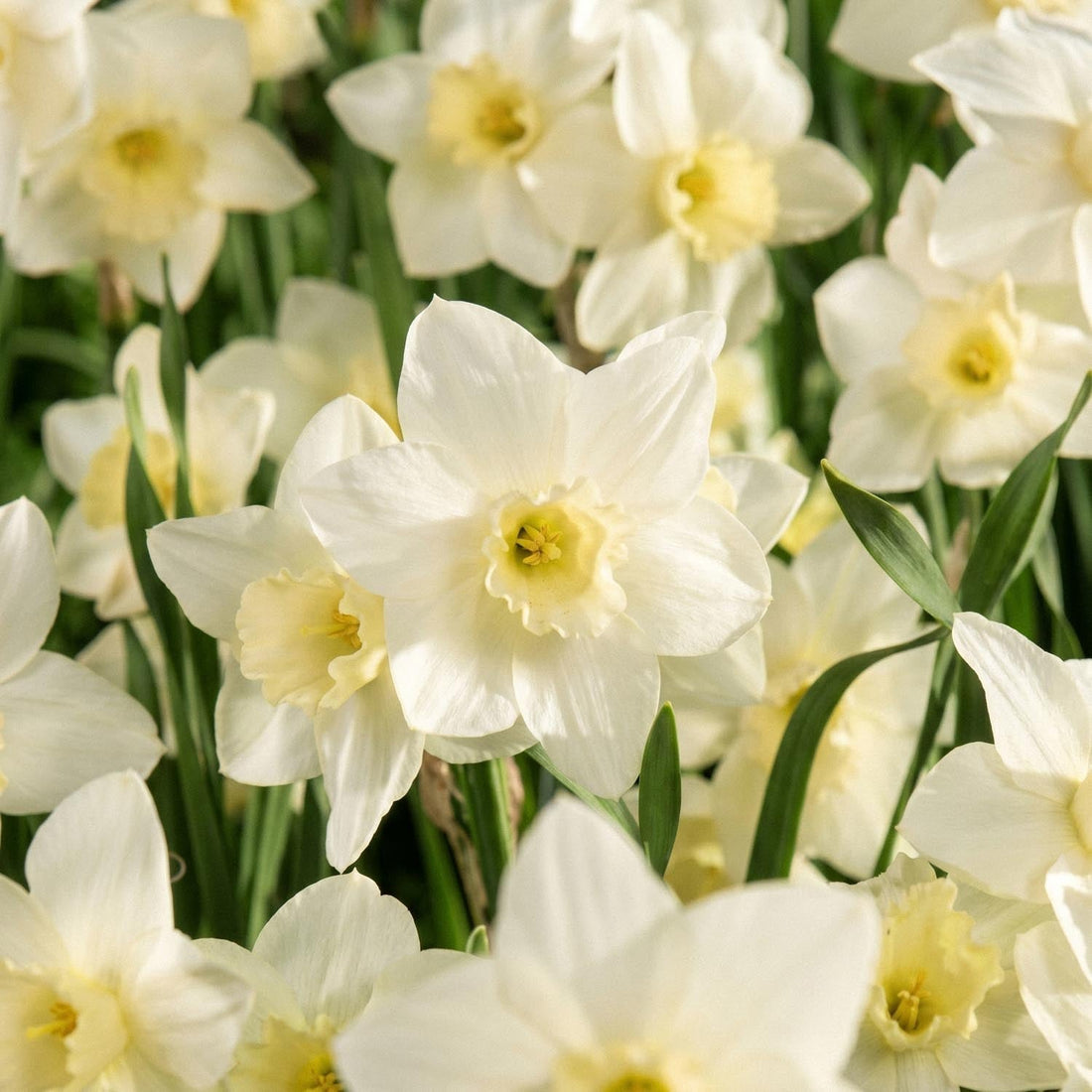 Narzisse, Narcissus 'Pueblo'