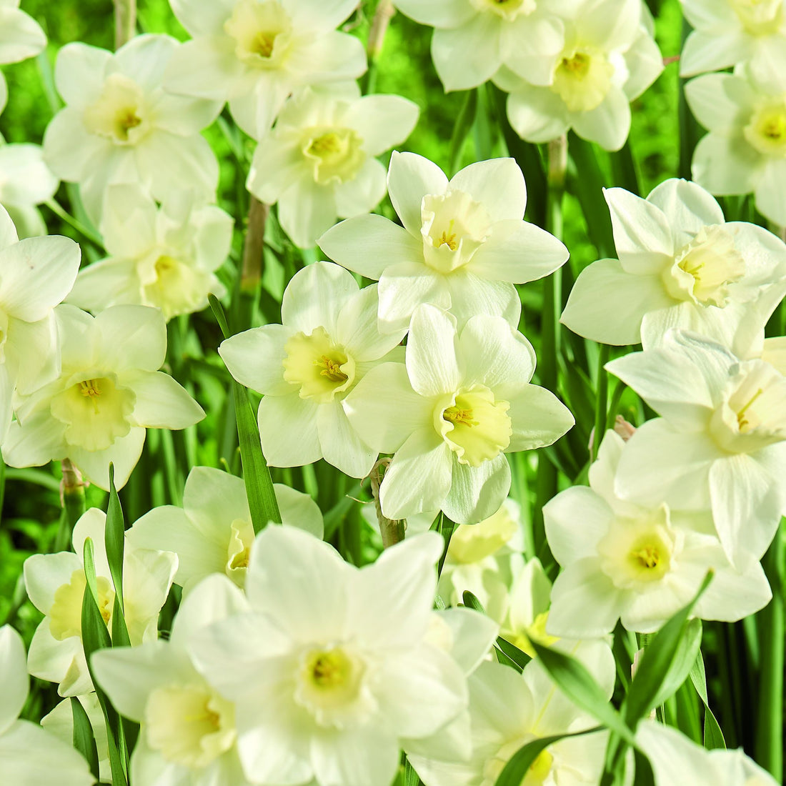 Narzisse, Narcissus 'Pueblo'