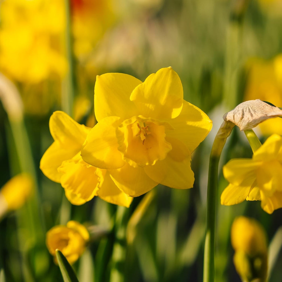 Narzisse, Narcissus 'Quail'