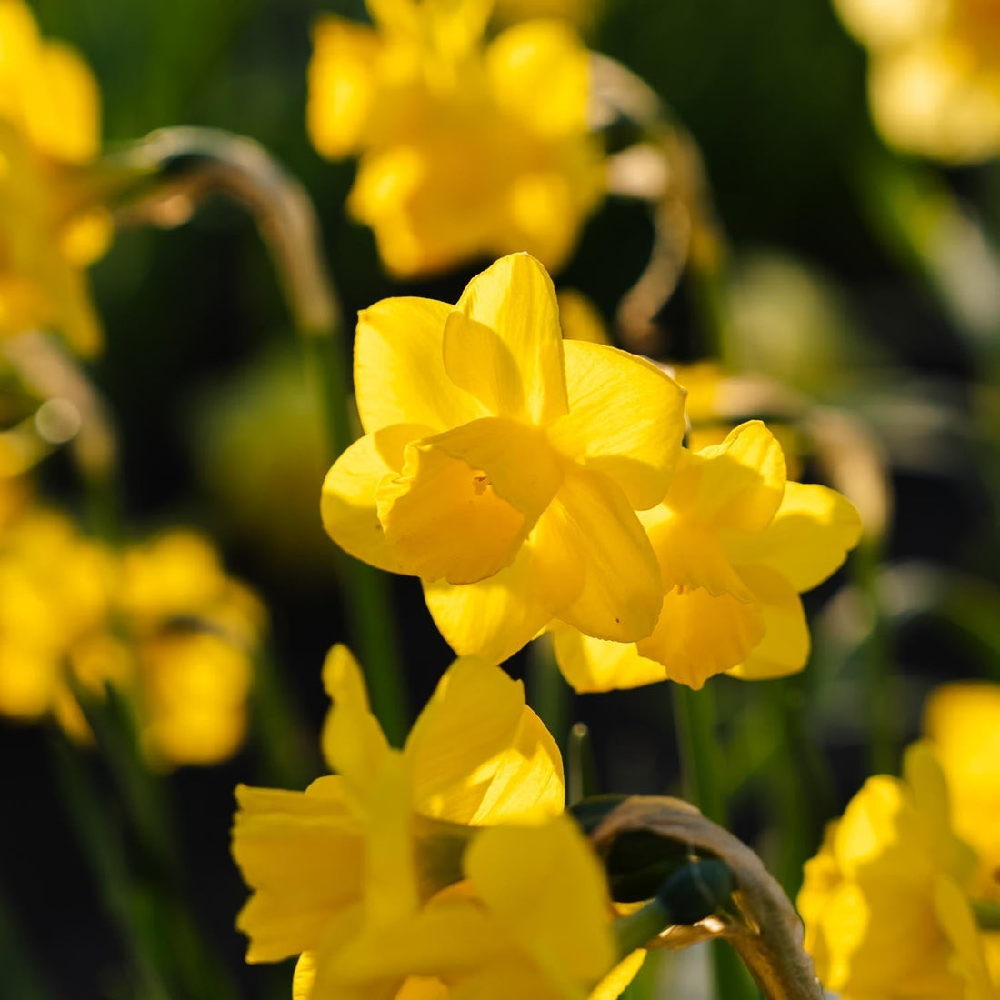 Narzisse, Narcissus 'Quail'