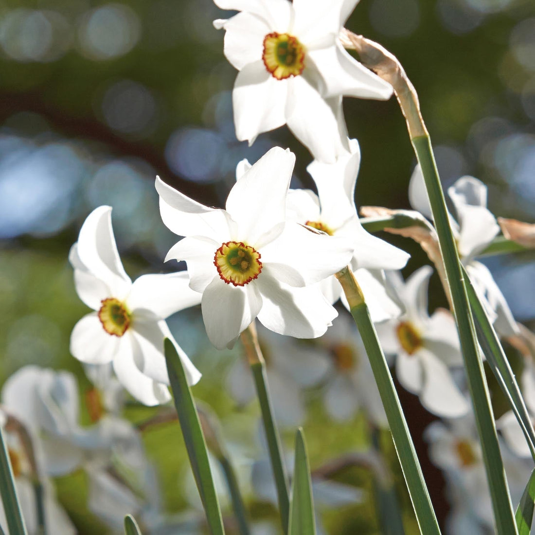 Narzisse, Narcissus 'Recurvus'