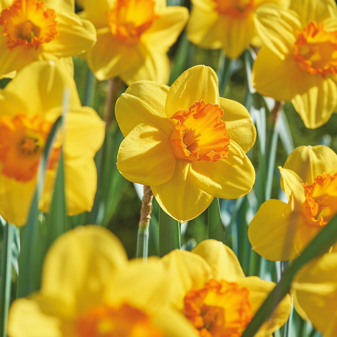 Narzisse, Narcissus 'Red Devon'