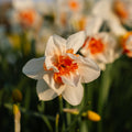 Narzisse, Narcissus 'Replete'