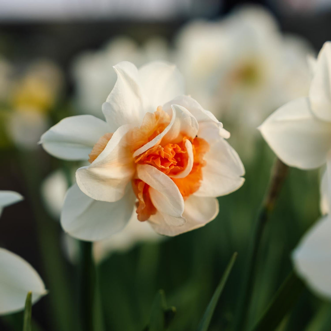 Narzisse, Narcissus 'Replete'