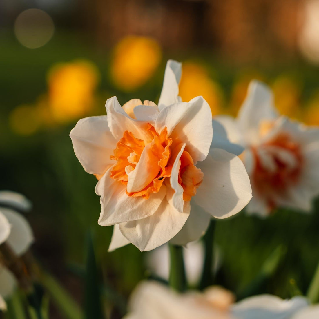 Narzisse, Narcissus 'Replete'