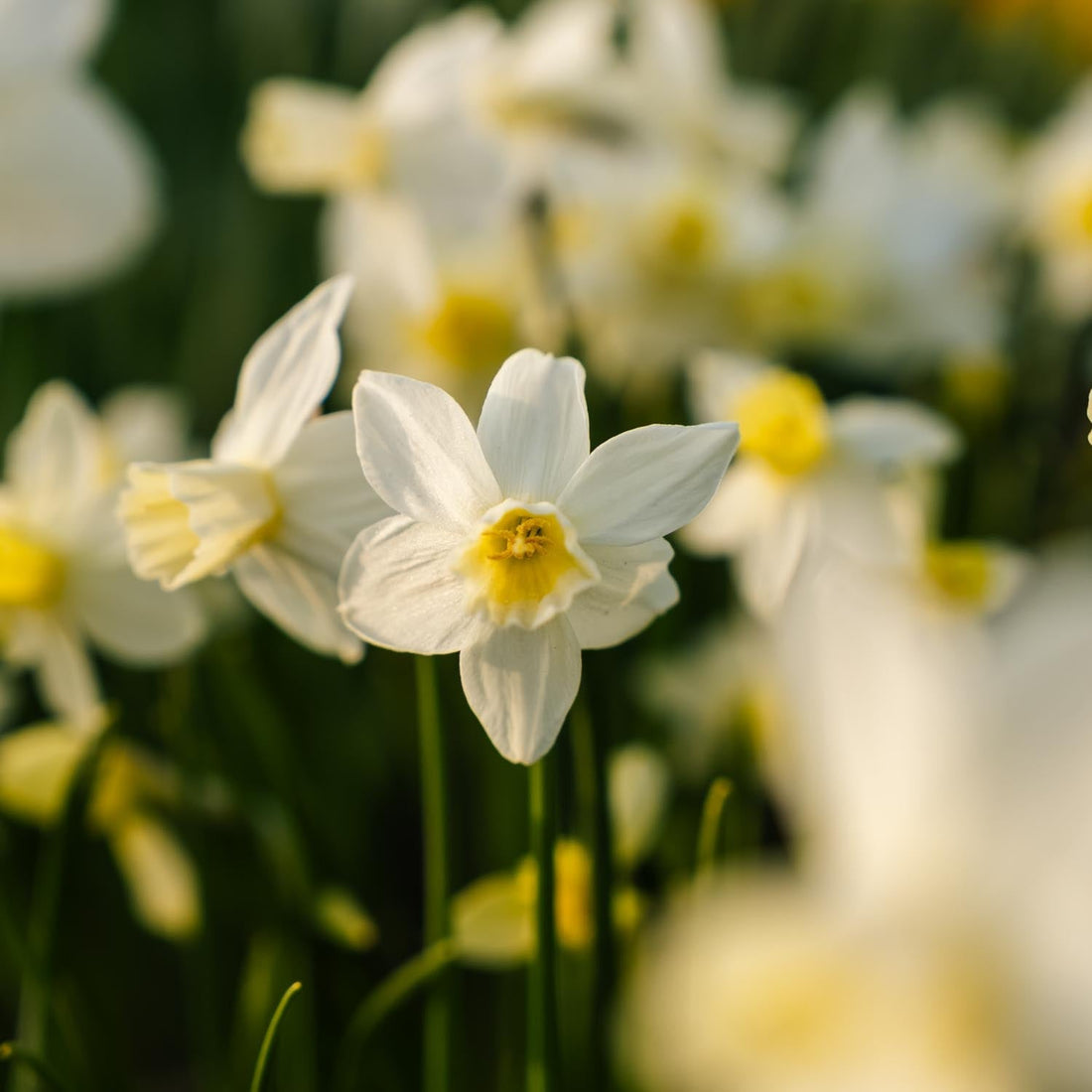 Narzisse, Narcissus 'Sail Boat'