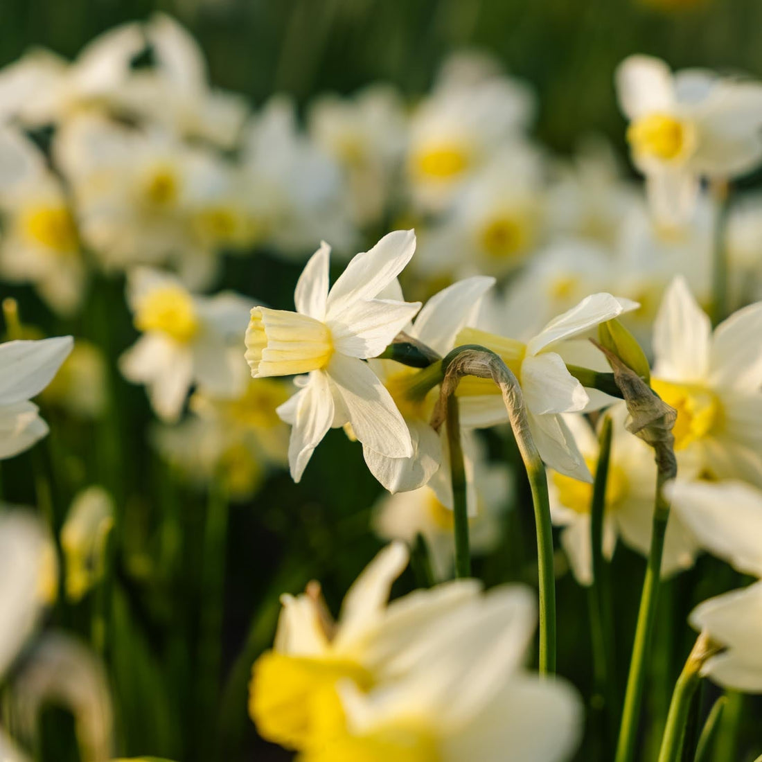 Narzisse, Narcissus 'Sail Boat'