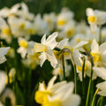 Narzisse, Narcissus 'Sail Boat'