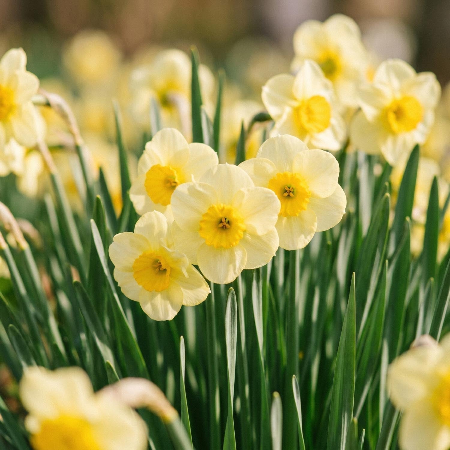 Narzisse, Narcissus 'Sun Disc'