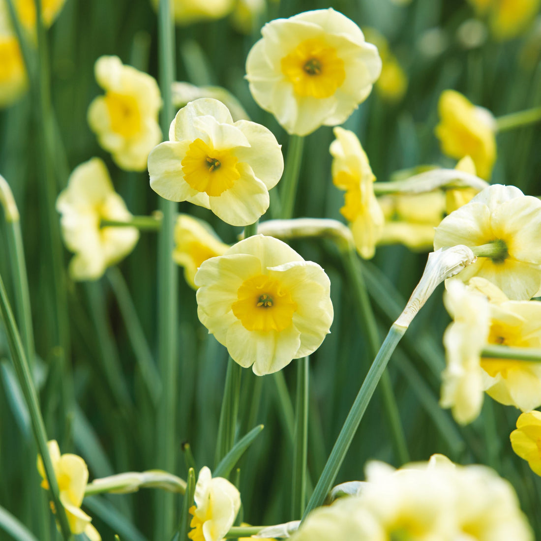 Narzisse, Narcissus 'Sun Disc'