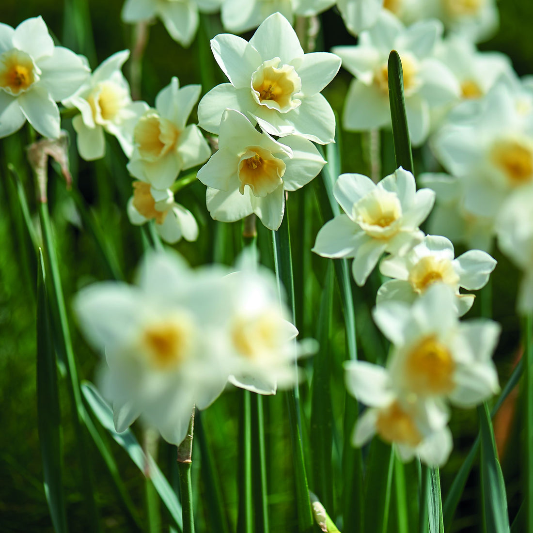 Narzisse, Narcissus 'Sweet Love'