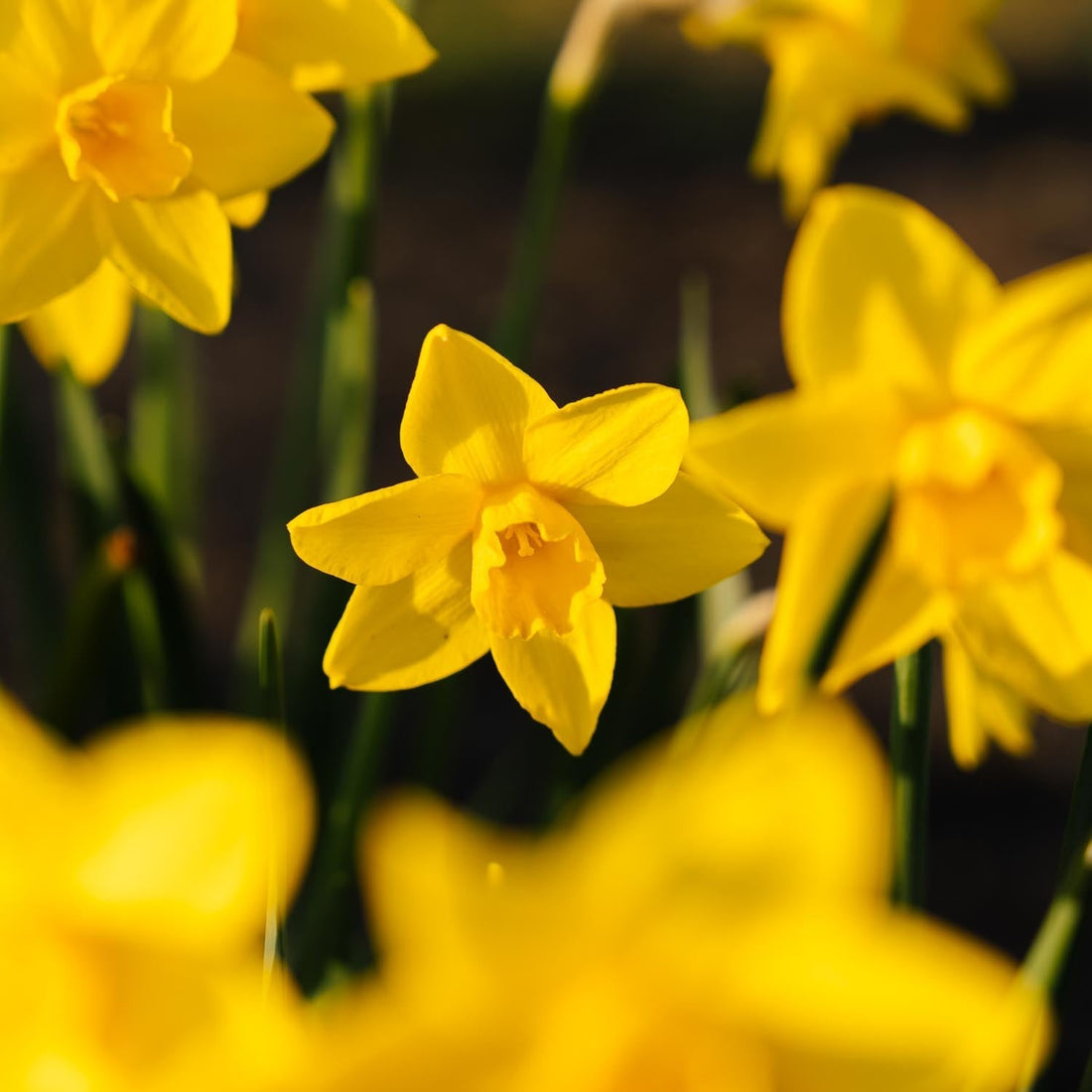 Narzisse, Narcissus 'Sweetness'