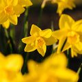 Narzisse, Narcissus 'Sweetness'