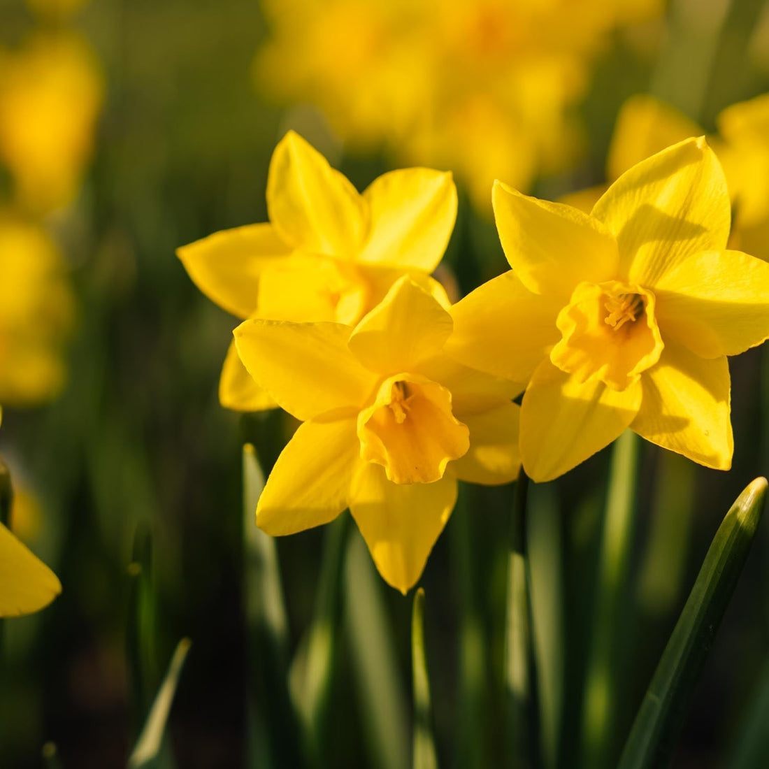 Narzisse, Narcissus 'Sweetness'