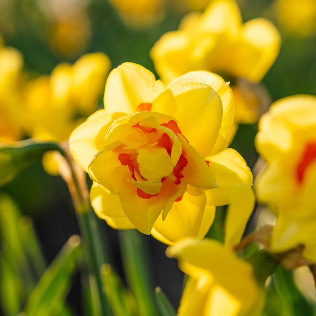 Narzisse, Narcissus 'Tahiti'