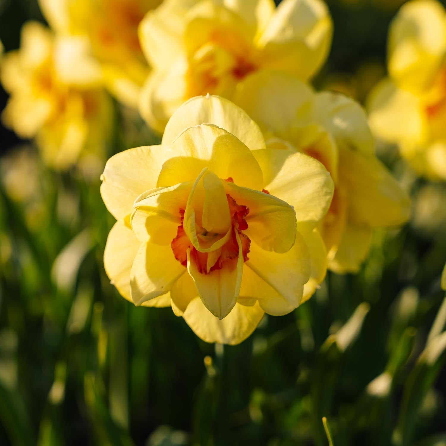 Narzisse, Narcissus 'Tahiti'