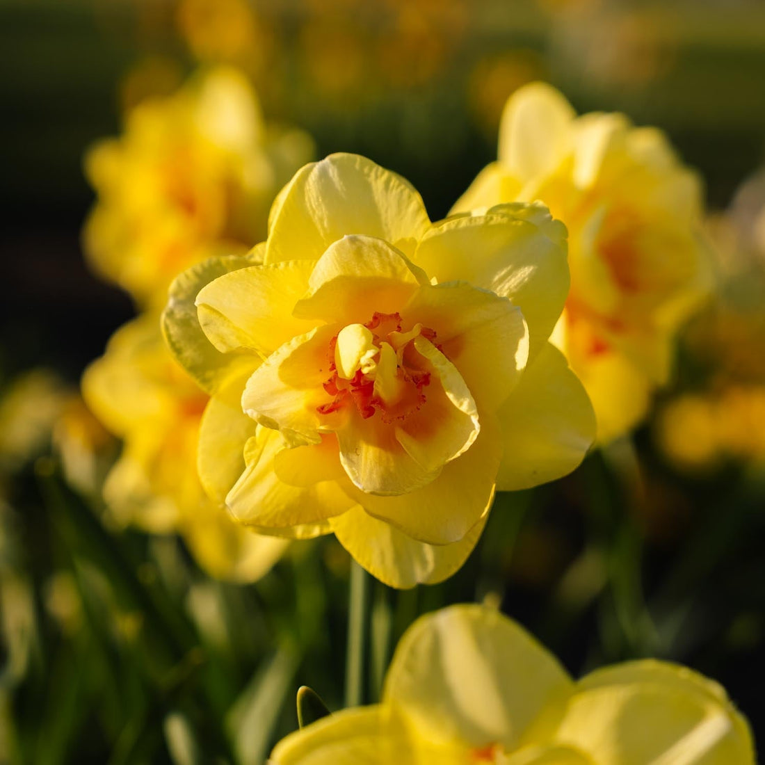 Narzisse, Narcissus 'Tahiti'