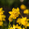Narzisse, Narcissus 'Tete Boucle'