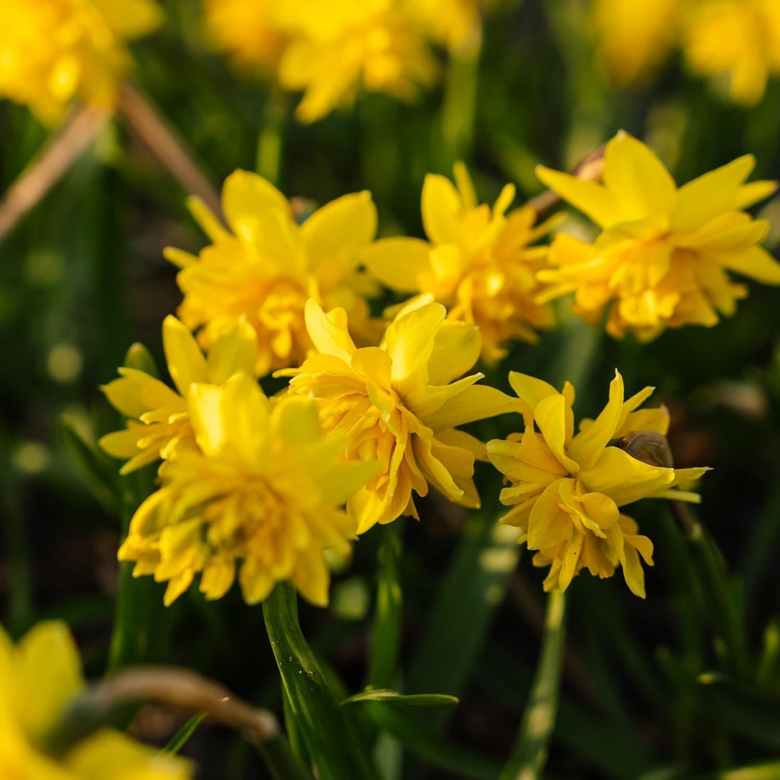 Narzisse, Narcissus 'Tete Boucle'