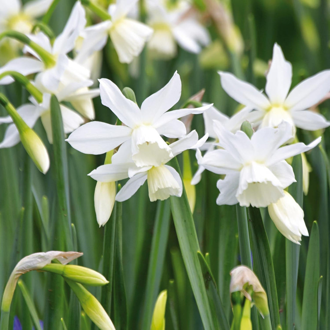 Narzisse, Narcissus 'Thalia'