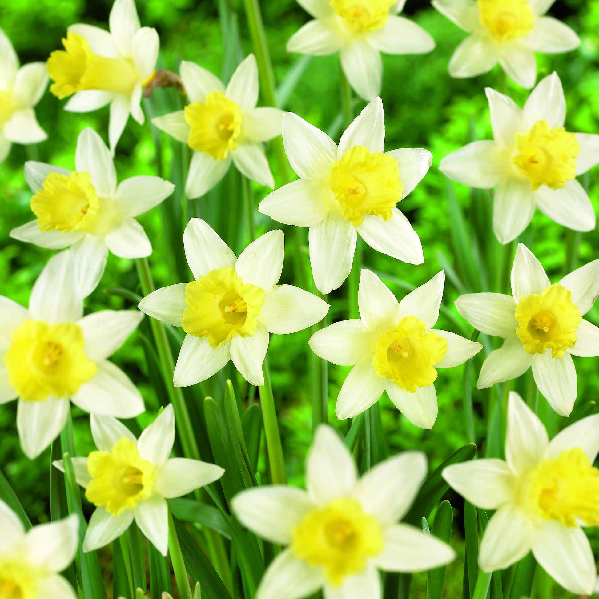 Narzisse, Narcissus 'Topolino'