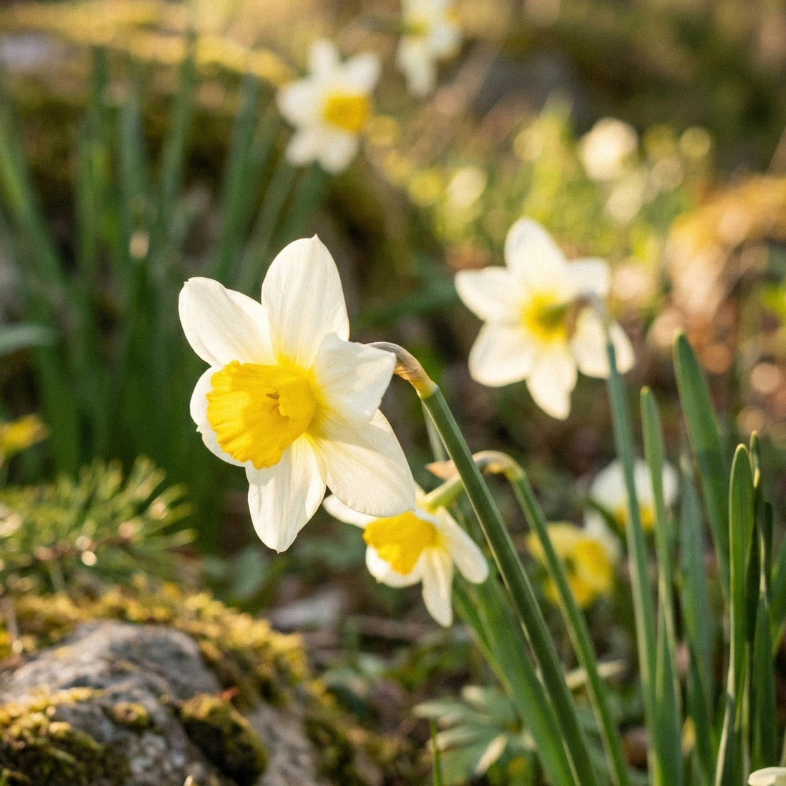 Narzisse, Narcissus 'Topolino'