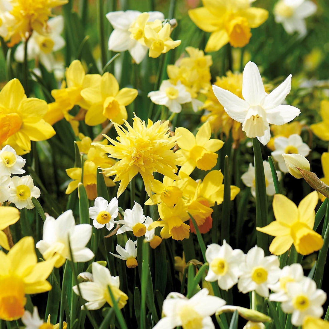 Narzissenmischung 'Botanical Mix'