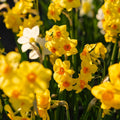 Narzissenmischung 'Multiflora Mix'
