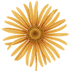 Kreuzkraut wurzelnackt / Ligularia