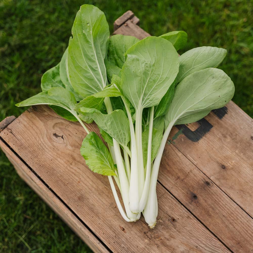 Pak Choi Samen 'Taisai' - 50 Biosamen