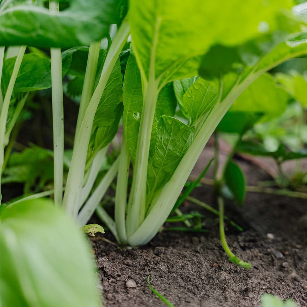 Pak Choi Samen 'Taisai' - 50 Biosamen