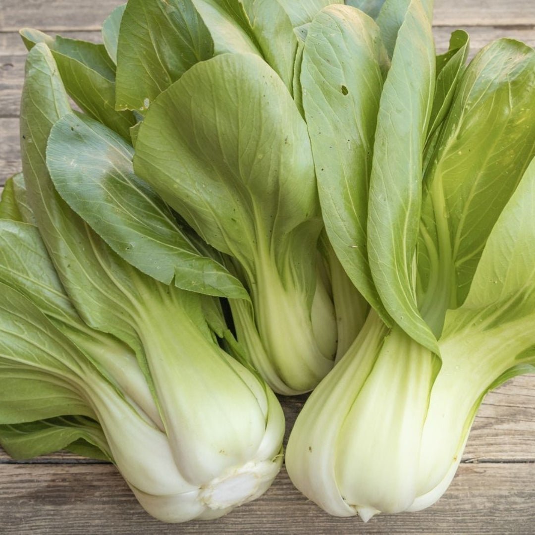 Pak Choi Samen 'Yorokobi' - 50 Biosamen