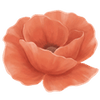 Mohn wurzelnackt / Papaver