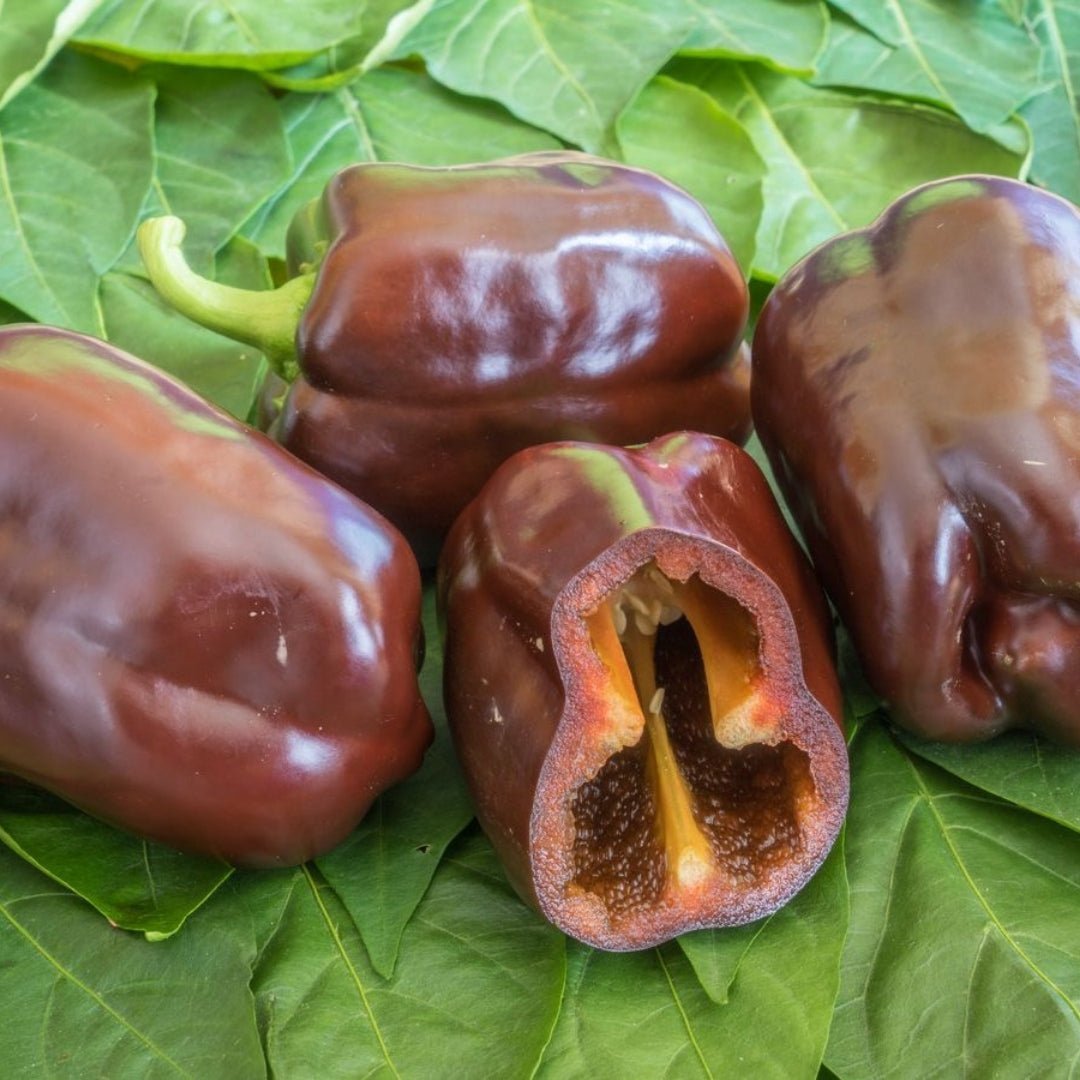 Paprika Samen 'Chocobell' - 5 Biosamen