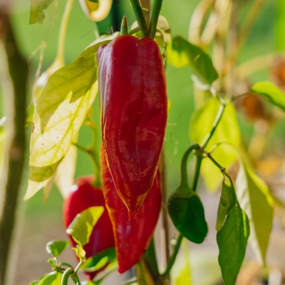Paprika Samen 'Jubilandska' - 10 Biosamen
