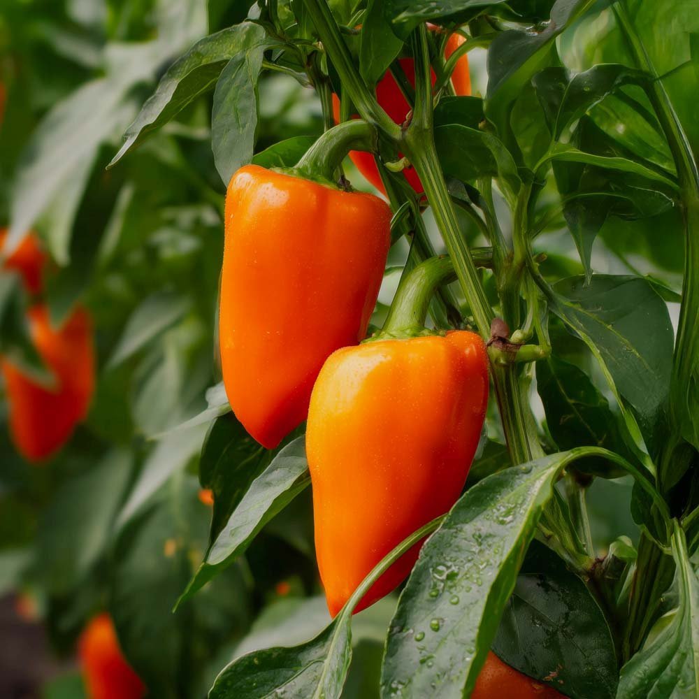 Paprika Samen 'Lady Lou' - 5 Biosamen