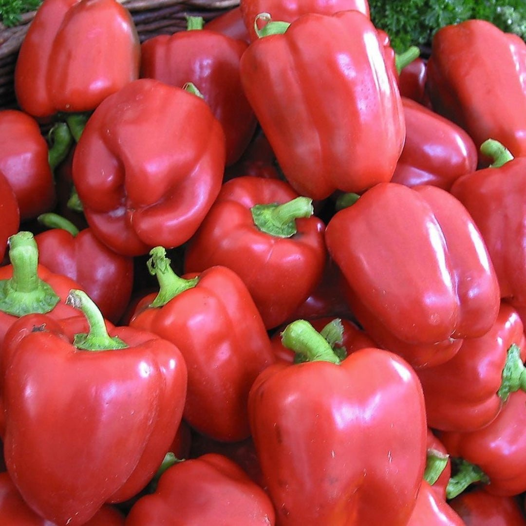 Paprika Samen 'Yolo Wonder' - 5 Biosamen