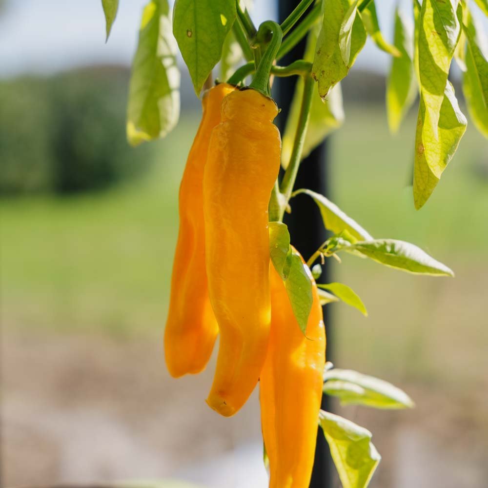 Paprika Samen 'Zazu' - 5 Biosamen